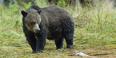 With World Wildlife Fund Canada’s new 50/50 lottery, .